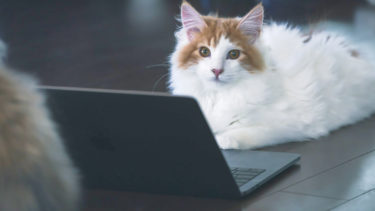 発表会をWebで開催しました。